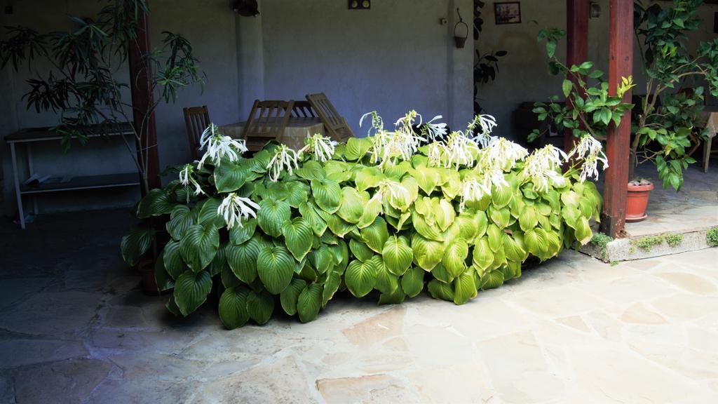 Atanasovi House Ξενοδοχείο Shkorpilovtsi Εξωτερικό φωτογραφία